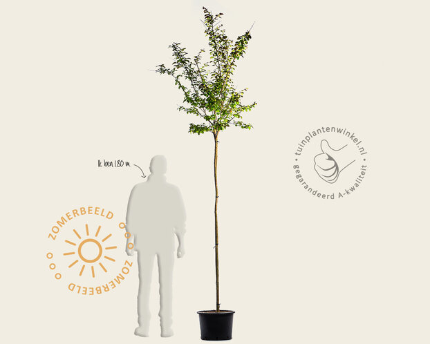 Lagerstroemia indica 'Lilach' - op stam