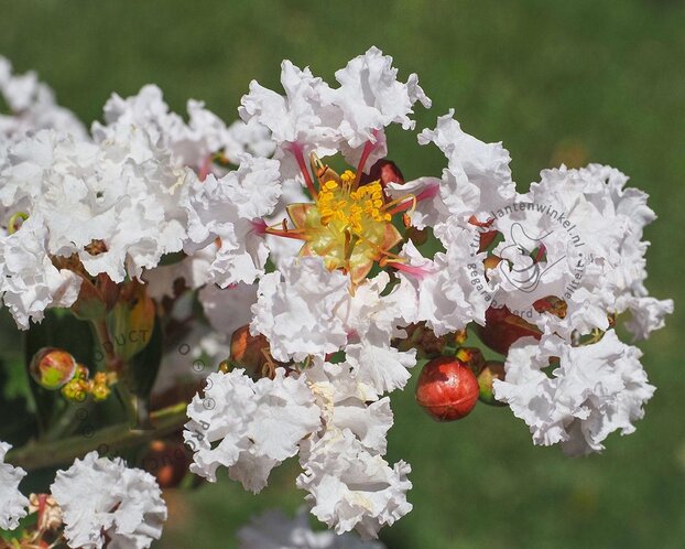 Lagerstroemia indica 'Burgundy Cotton' - op stam
