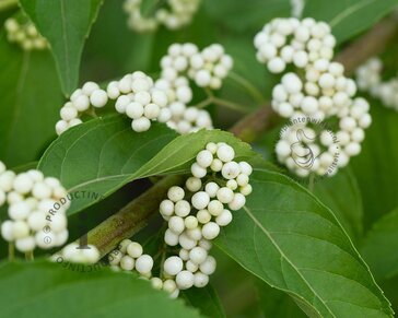 Callicarpa japonica 'Leucocarpa'