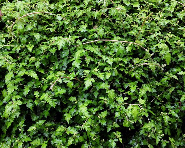 Stephanandra incisa 'Crispa'
