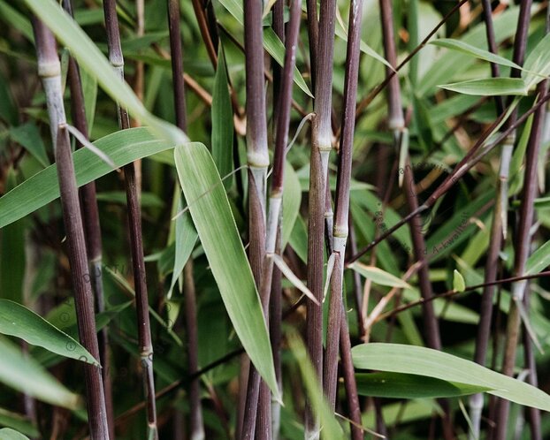 Fargesia 'Black Dragon'