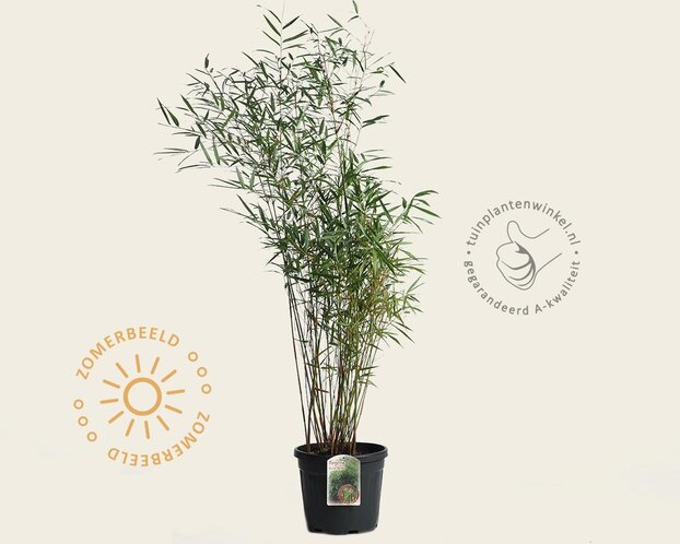 Fargesia scabrida 'Asian Wonder'