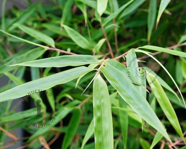Fargesia scabrida 'Asian Wonder'