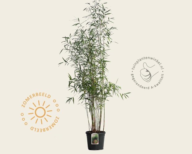Fargesia scabrida 'Asian Wonder'