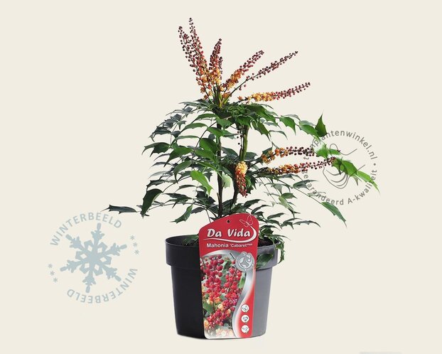 Mahonia nitens 'Cabaret'