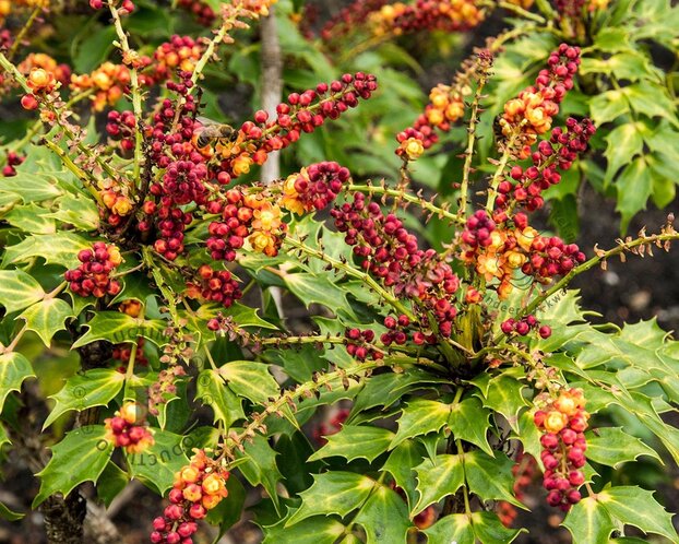Mahonia nitens 'Cabaret'