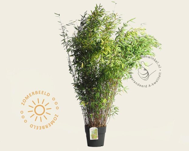 Fargesia nitida 'Gansu'