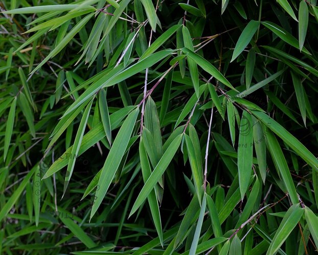 Fargesia nitida 'Gansu'