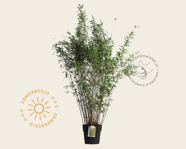 Fargesia nitida 'Gansu'