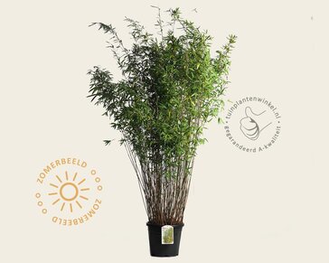 Fargesia nitida 'Gansu'