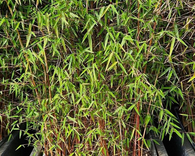 Fargesia 'Red Dragon'