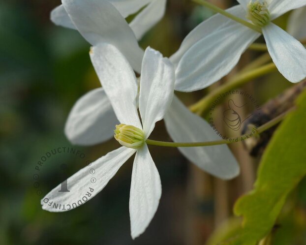 Clematis armandii 'Snowdrift'