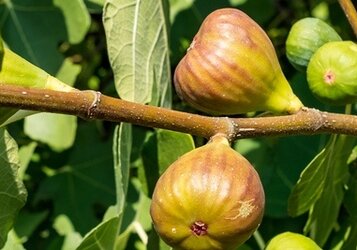 Vijgenboom snoeien voor de beste groei
