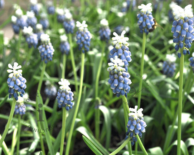 Muscari 'Mountain Lady'
