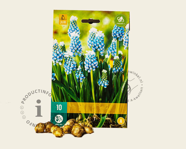 Muscari 'Mountain Lady'