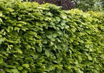Beukenhaag planten voor een dichte en gezonde haag