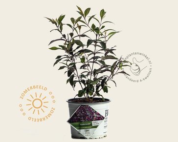 Callicarpa 'PearlGlam'