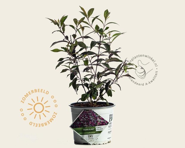 Callicarpa 'PearlGlam'