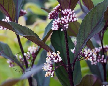 Callicarpa 'PearlGlam'