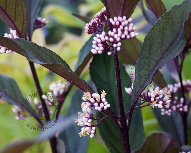 Callicarpa 'PearlGlam'