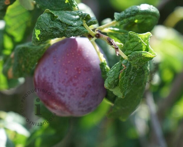 Prunus domestica 'Imperial' - zuilvorm
