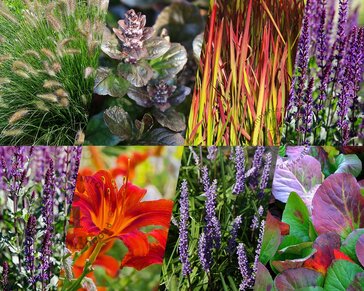 Borderpakket Purpurea zon-halfschaduw - (pakket 12)