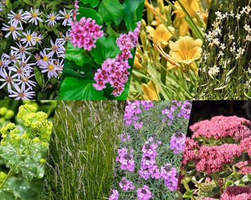 Borderpakket Variegata zon-halfschaduw - (pakket 16)