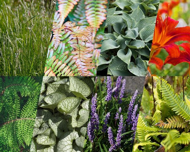 Borderpakket Folia schaduw-halfschaduw - (pakket 09)