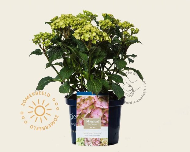 Hydrangea macrophylla 'Magical Harmony' (roze)