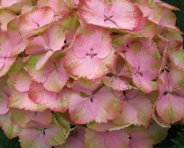 Hydrangea macrophylla 'Magical Harmony' (roze)