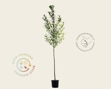 Prunus laurocerasus 'Caucasica'