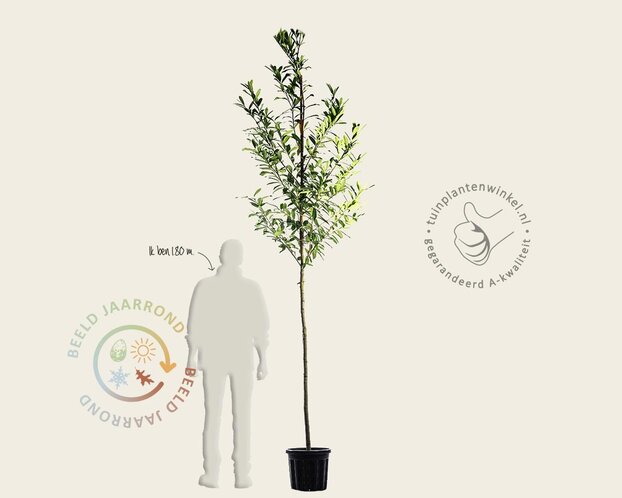 Prunus laurocerasus 'Caucasica'