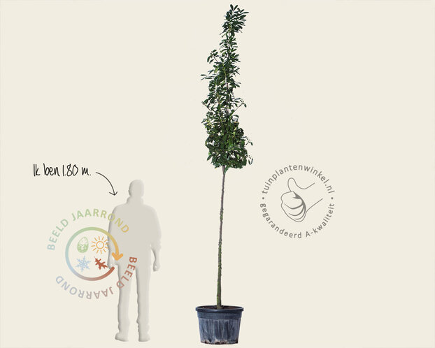 Prunus laurocerasus 'Caucasica'