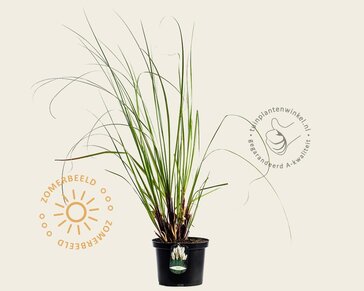 Cortaderia selloana