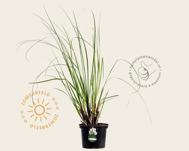 Cortaderia selloana