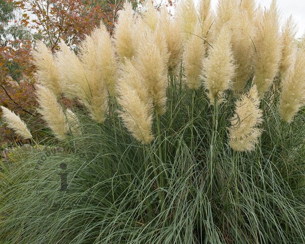 Cortaderia selloana