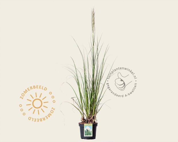 Cortaderia selloana