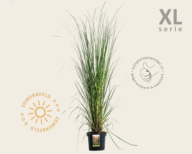 Cortaderia selloana