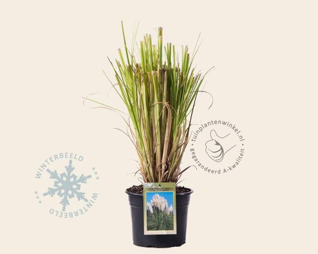 Cortaderia selloana