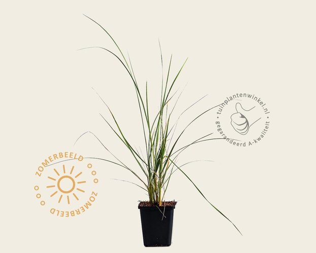 Ammophila arenaria