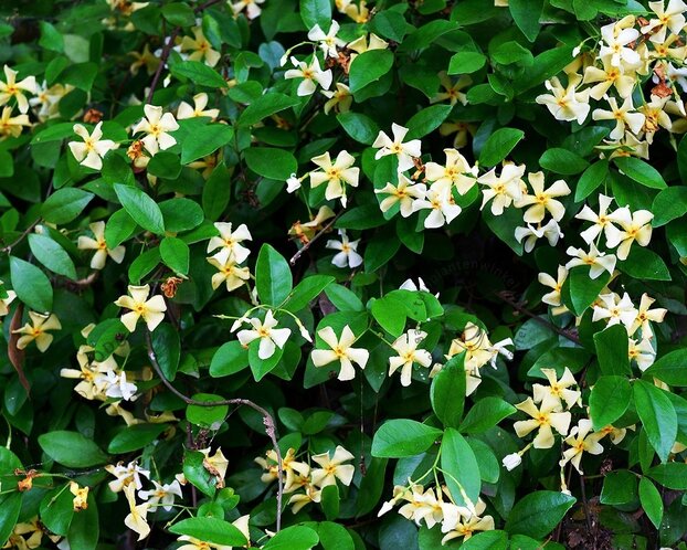 Trachelospermum jasminoides 'Star of Toscane'