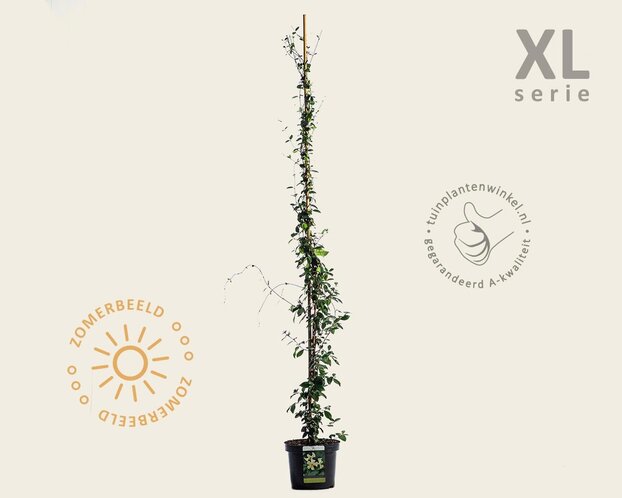 Trachelospermum jasminoides 'Star of Toscane'
