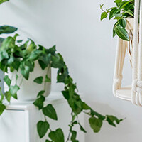 Hangplanten