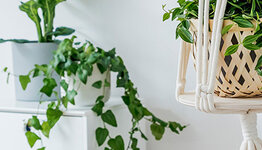 Hangplanten image