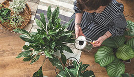 Kamerplanten image