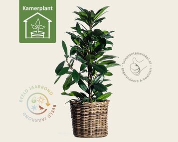 Ficus Cyathistipula image