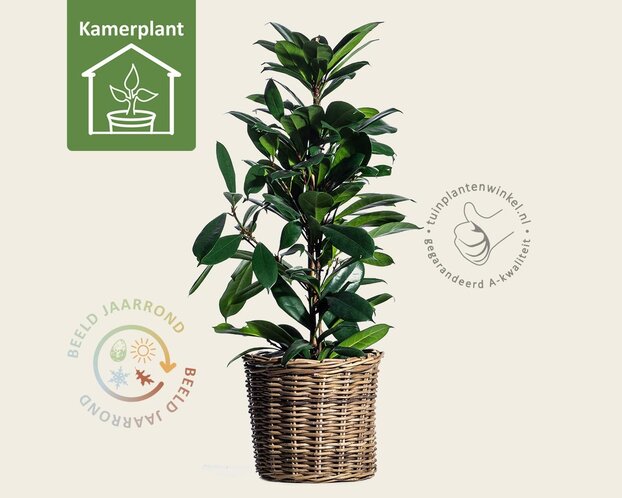 Ficus Cyathistipula