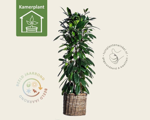 Ficus Cyathistipula