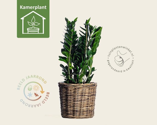Zamioculcas zamiifolia