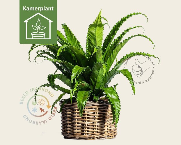 Asplenium antiquum 'Osaka'